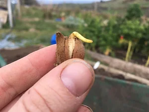 Henbant Permaculture