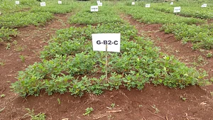 Demonstrating the use of urine and biochar for soil health improvement