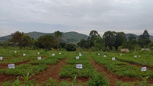 Demonstrating the different soil treatments for maize, beans and ground nuts