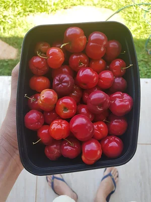Acerola - Primeira Colheita