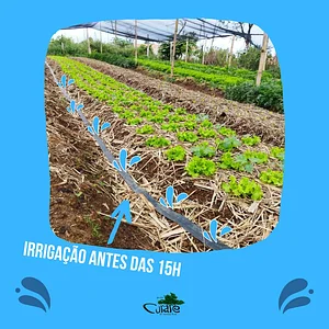 Irrigação