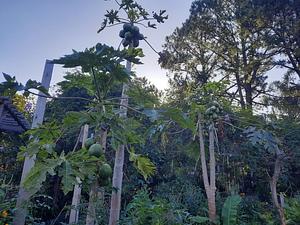 Quinta Amazonas