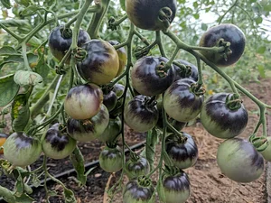 NCSU Agroecology Education Farm
