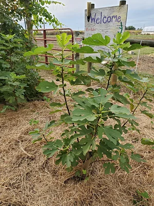 NCSU Agroecology Education Farm