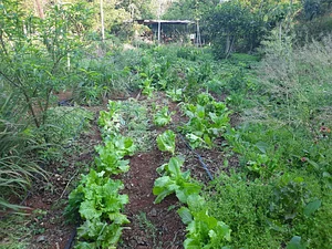 Praticas de alimentos sanos e saudaveis, organicas