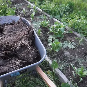 Milkweed Tussock Tubers