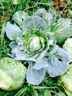 Community Recycling for Organic Produce