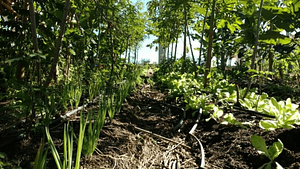Sítio Reflora