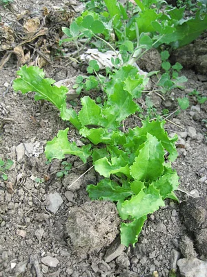 Community Recycling for Organic Produce