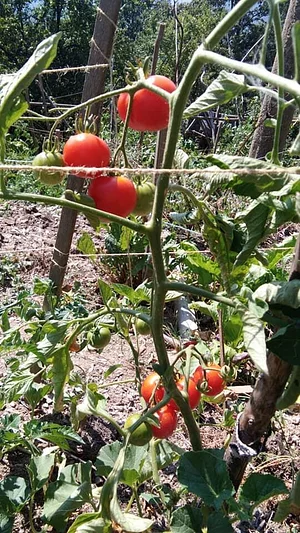 Community Recycling for Organic Produce