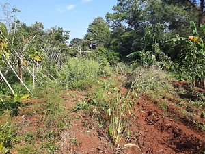 Quinta Amazonas 2