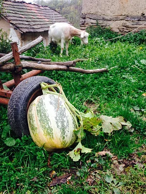 Community Recycling for Organic Produce