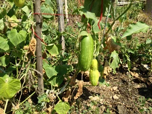 Community Recycling for Organic Produce