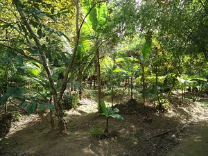 Reserva Ecológica da Juatinga, Paraty - RJ