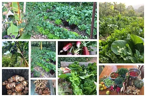 Kendall Permaculture Farm