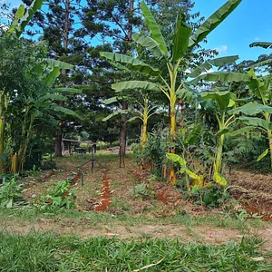 Kendall Permaculture Farm