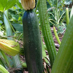 Kendall Permaculture Farm