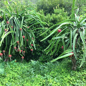 Kendall Permaculture Farm
