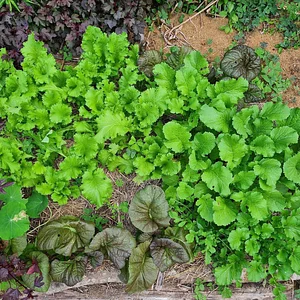 Kendall Permaculture Farm