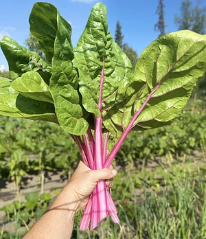 Last Swiss Chard harvest