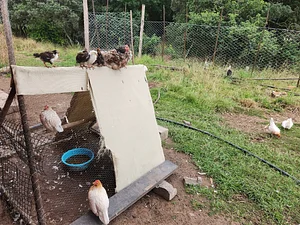 Mobile Chicken House with chickens.