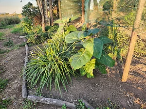 Tree Tomatos, Lions ear and other tree species
