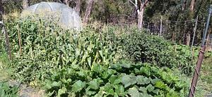 Silver Springs Hops & Permaculture Farm