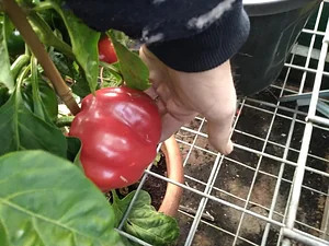 Silver Springs Hops & Permaculture Farm