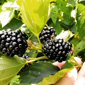 Some blackberries