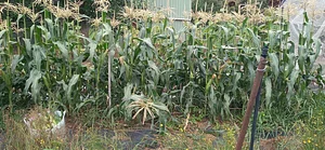 Silver Springs Hops & Permaculture Farm