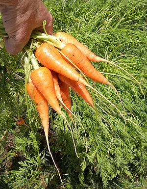 Silver Springs Hops & Permaculture Farm