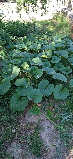 Silver Springs Hops & Permaculture Farm