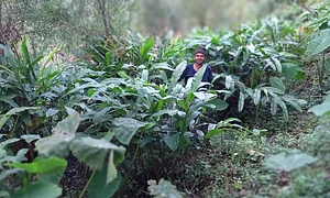 Himalayan Permaculture Centre