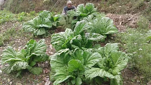 Himalayan Permaculture Centre