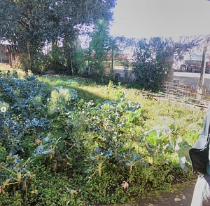 Horta urbana da Irmandade Nossa Senhora das Graças