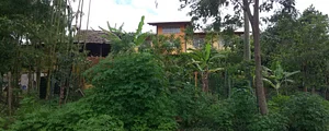 Agrofloresta Nós na Teia