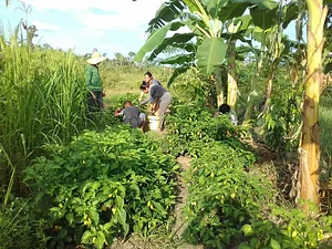 Agrofloresta Casa do Rio