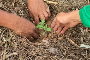 Dia de planta as mudas