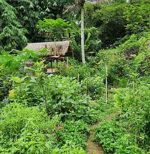 ini penampakan Kebun Hanif di April 2023