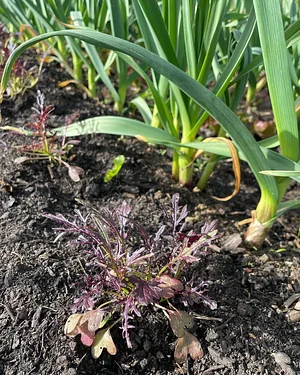 Plant consortium
