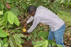 Cosecha de Cacao
