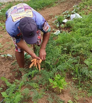 Colheita da Horta