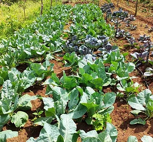 Horta orgânica
