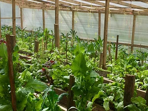 Incredible Farm