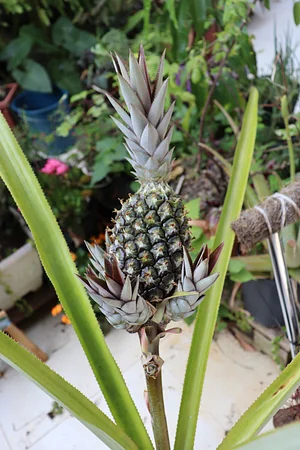 Pineapple in the yard