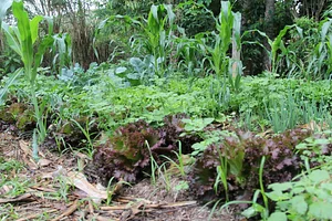 Intercâmbios Agroecológicos CTA 4