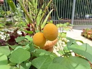 We love passion fruit