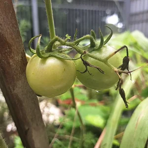 Almost ready for harvest