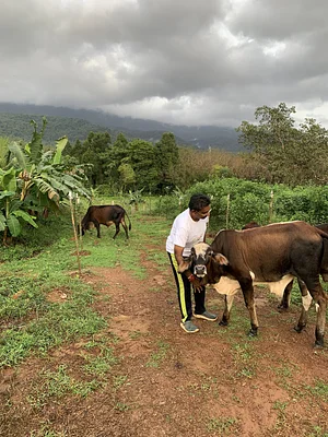 Our cow and bulls