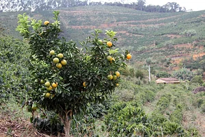 Intercâmbios Agroecológicos CTA 6